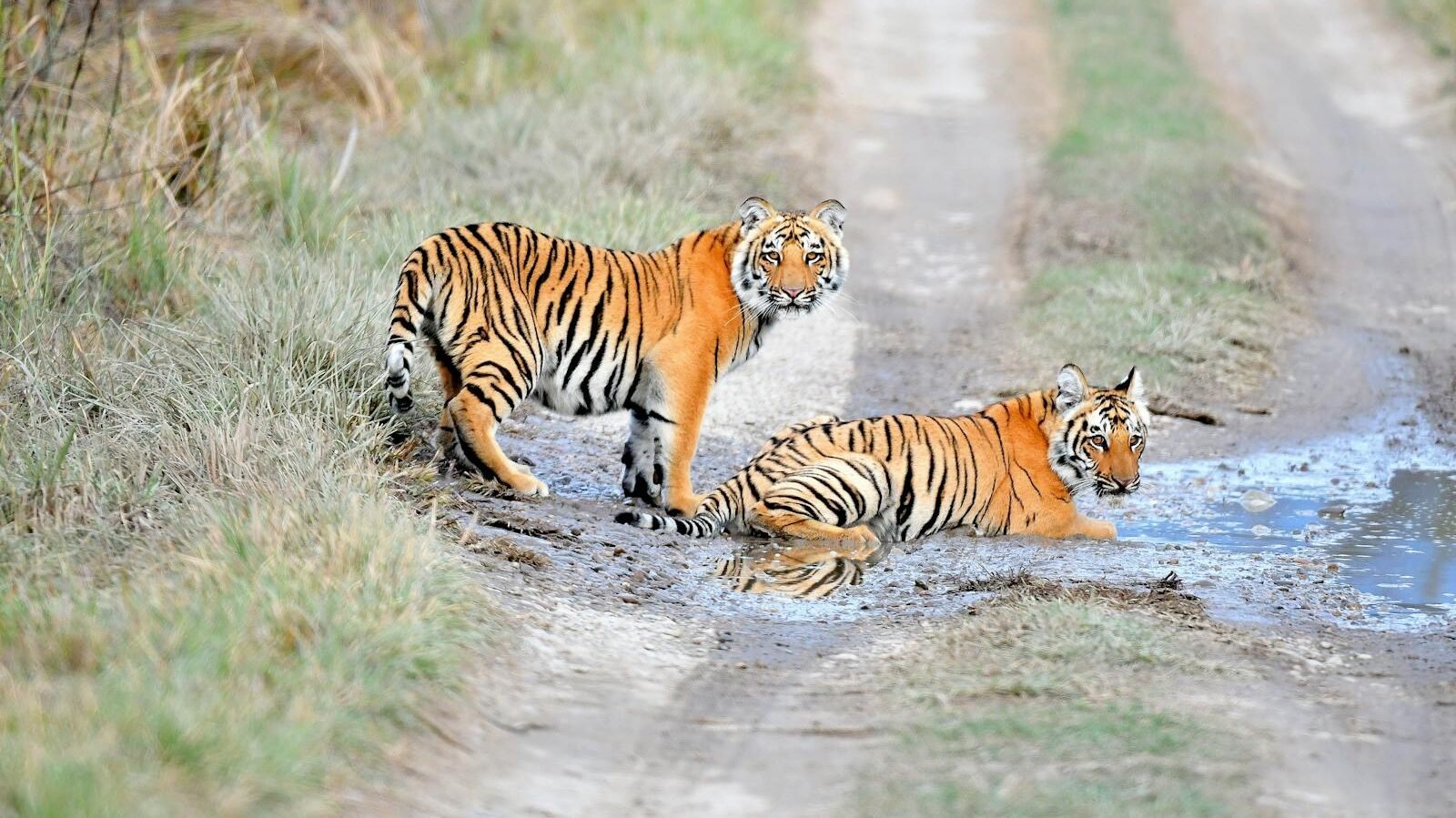 Two Bengal tigers relax near a muddy water puddle on a dirt path, one standing alert while the other cools off, showcasing their wild habitat.