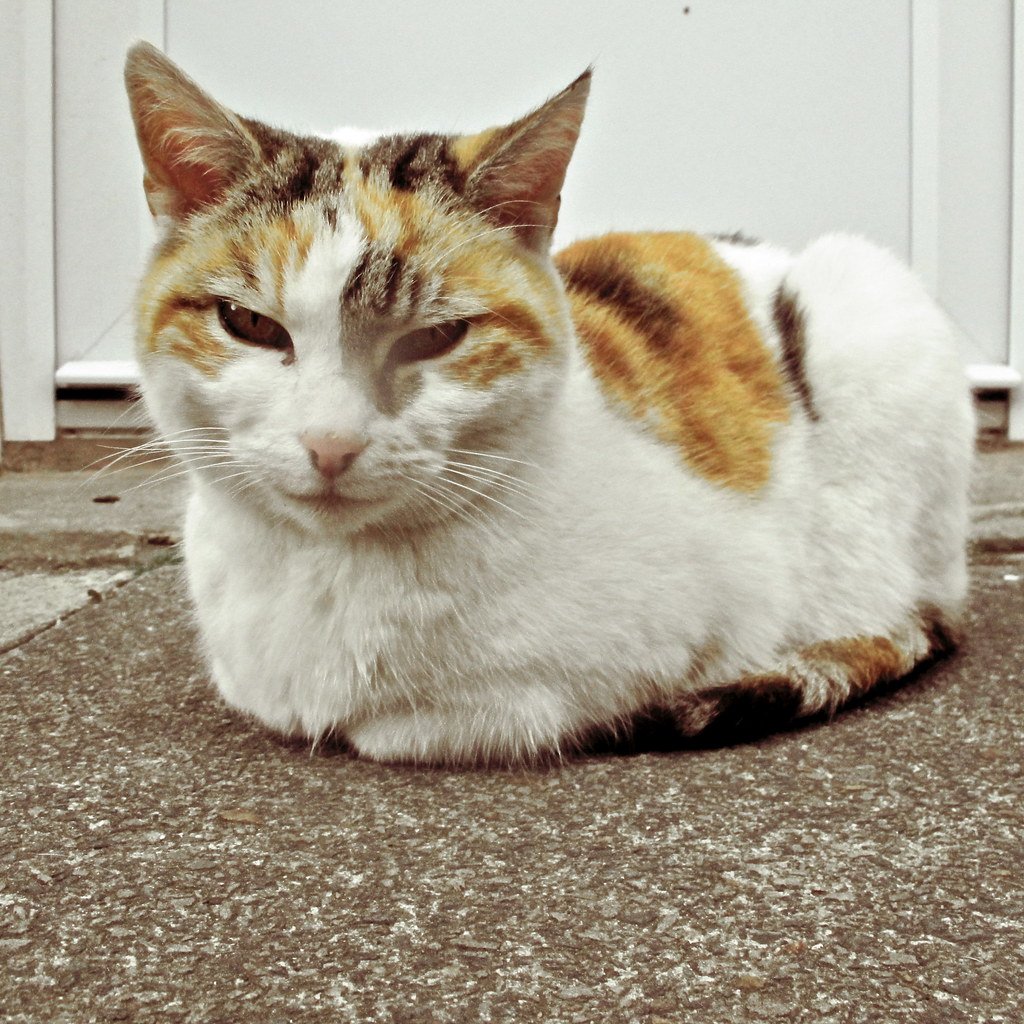 Cat