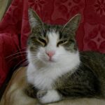 The Evolution of Cat Breeds