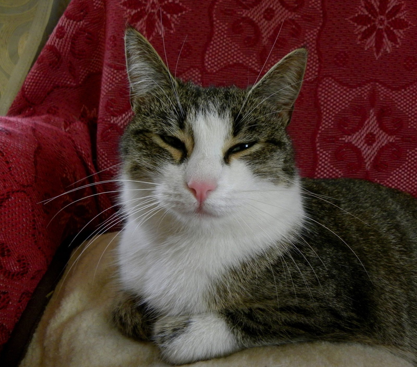 The Evolution of Cat Breeds
