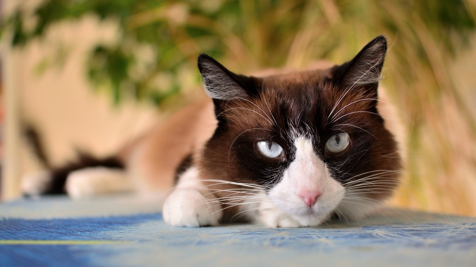 The Evolution of Cat Breeds