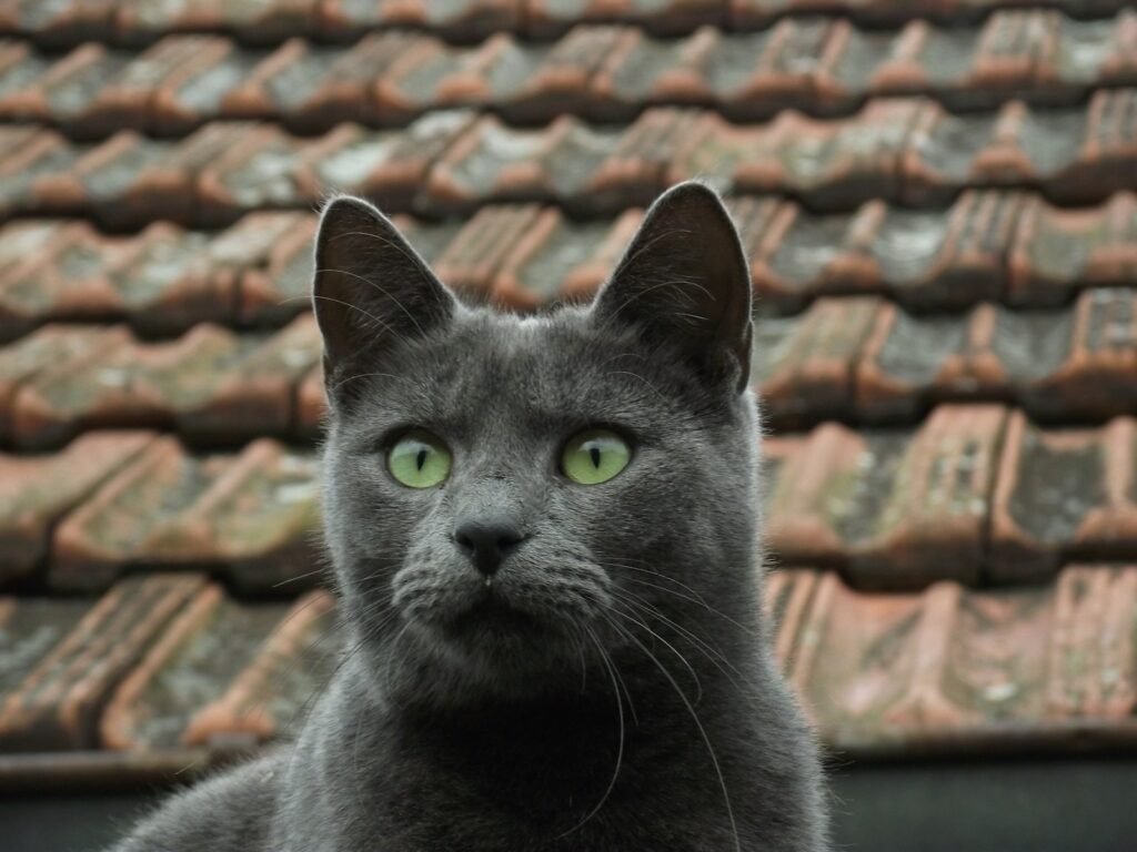 russian blue cat on brown roof