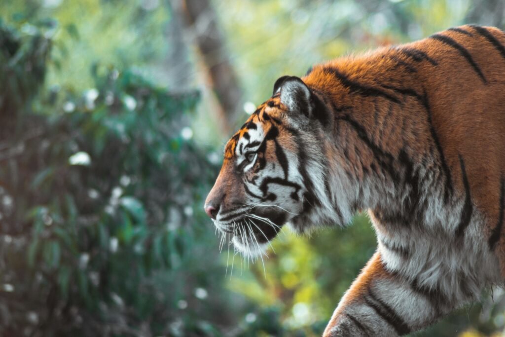 big cat roar: tiger on brown tree branch during daytime