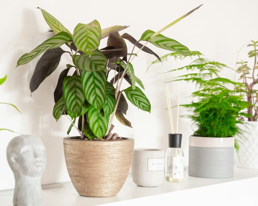  Cat-Friendly Houseplants