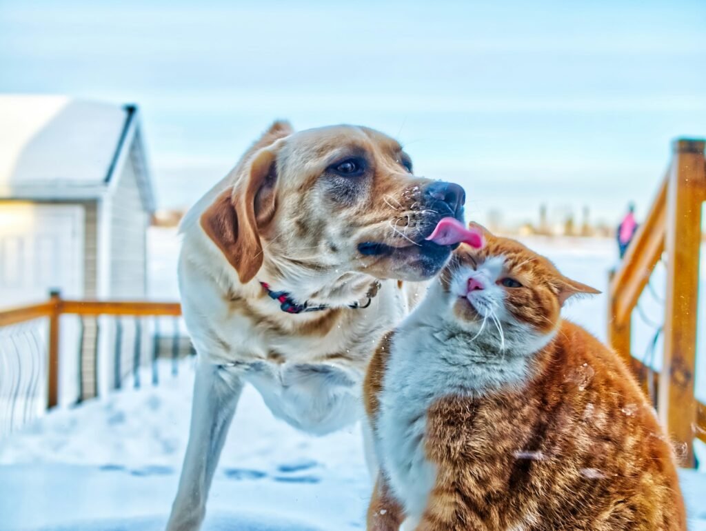 Cat Stress brown and white short coated dog running on snow covered ground during daytime