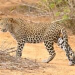 endangered big cat species