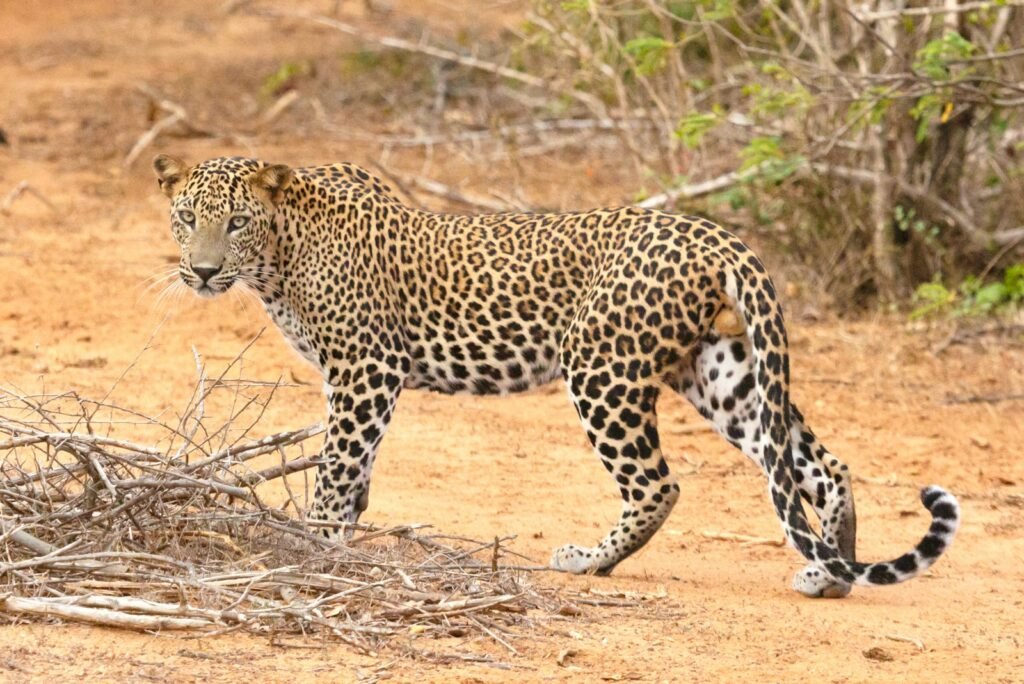 Cat Weather a large leopard walking across a dirt field