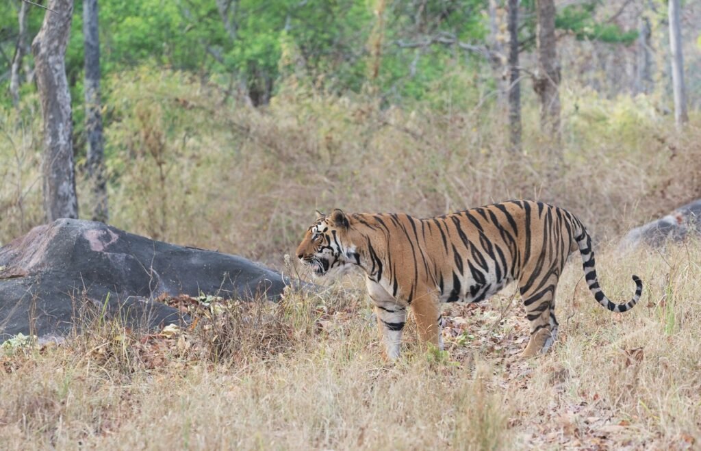 big cats facts: tiger on grassy field near boulder