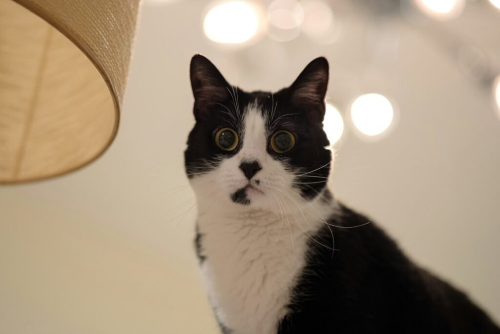 cat history: a black and white cat sitting next to a lamp