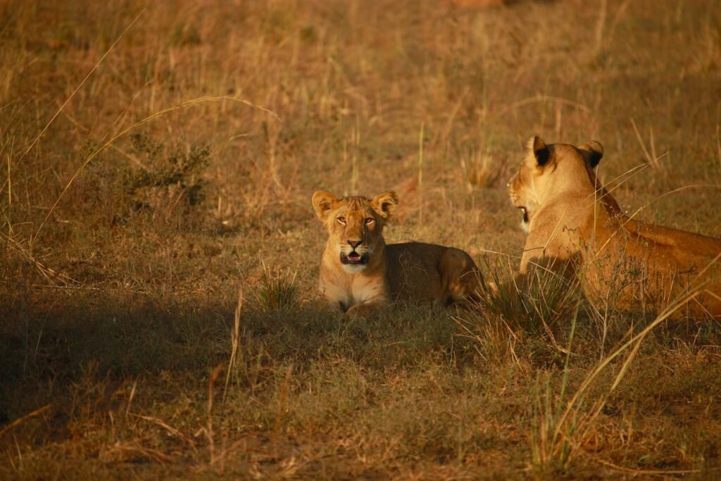 Two lions resting in the grasslands, one facing the camera while the other looks away, captured in the warm golden light of the savannah.