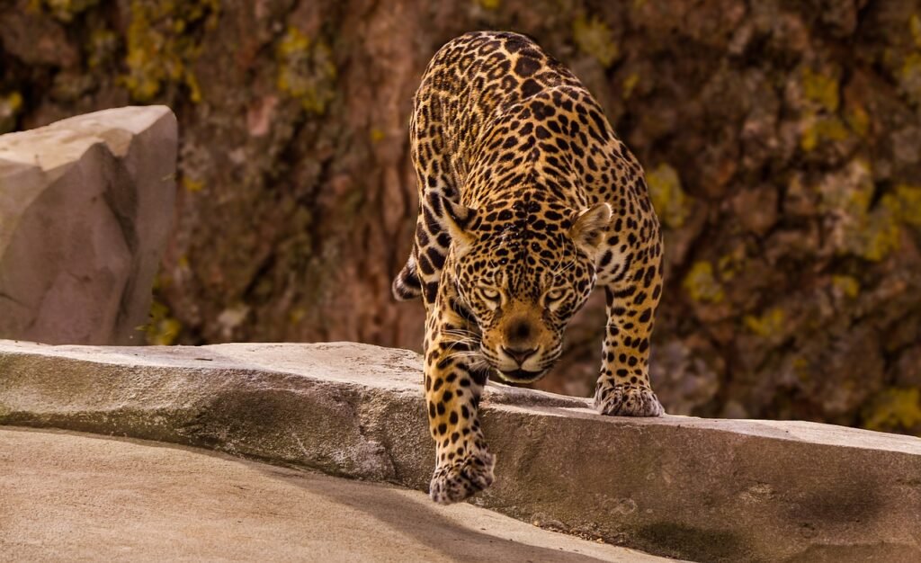 8 Big Cats That Are Faster Than You Think