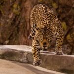 zoo, jaguar, predator, savage, wildcat, feline, jaguar, jaguar, jaguar, jaguar, jaguar