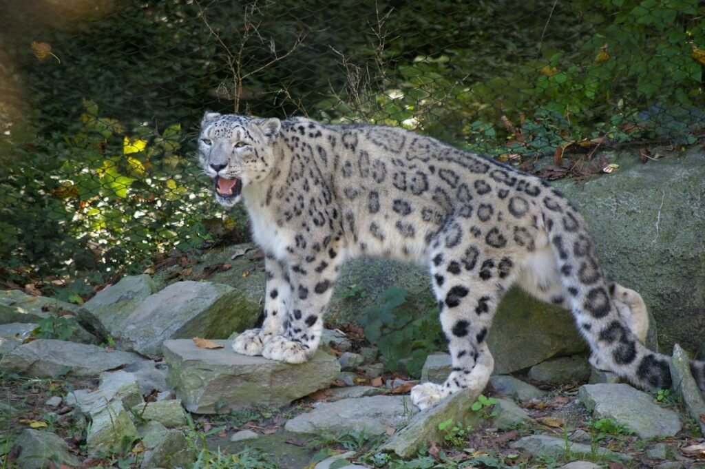 harsh environment: Fluffy irbis roaring and looking at camera while having stroll on stones surrounded by fence and greenery