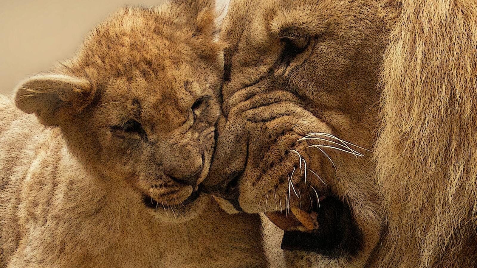 A close-up of a lion cub nuzzling affectionately against an adult male lion with a thick mane. Both display gentle expressions, highlighting their bond.