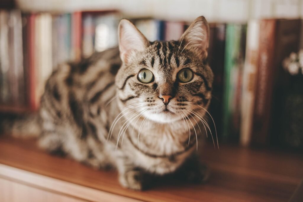 Diets for Keeping Indoor Cats