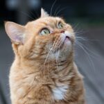 cat, british shorthair, cat face, eyes, kitten, fur, cat's eyes, orange cat, cat whiskers, portrait, pet, cat portrait, feline, close up, attention, curious cat, animal, cat, cat, cat, cat, cat, orange cat, attention, attention