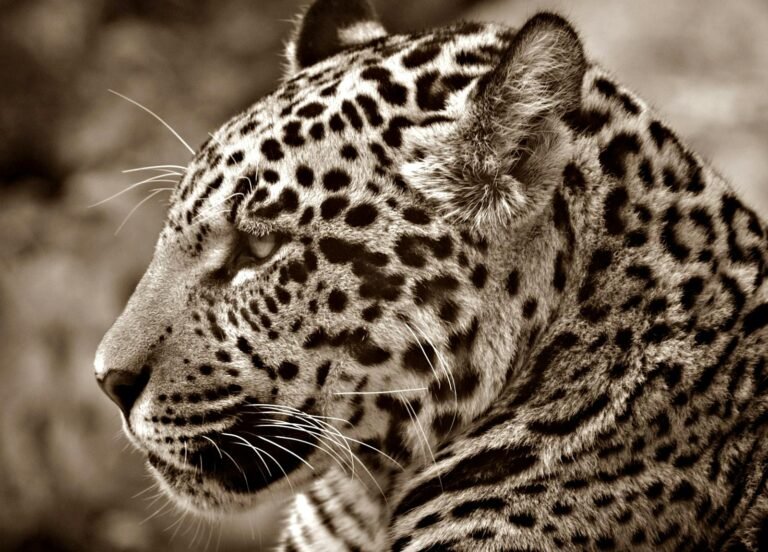 big cat Close-up of a jaguar gazing, captured in a sepia tone for a classic look.