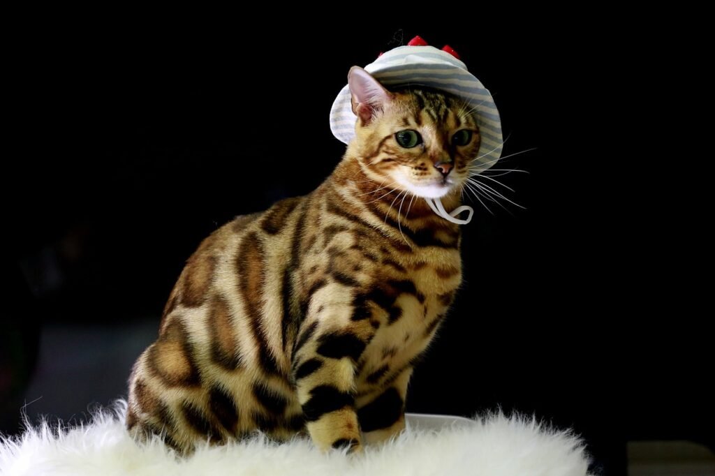 cat, bengal cat, baby cats, animal, bengal, pet, cat photo, mix subtle, cat image, bangualcat, kitty, kitten, cattery, lynx, foot, joke, beard, tiger, love, face, sweet, snow, nature, bengal cat, bengal cat, bengal cat, bengal cat, bengal cat