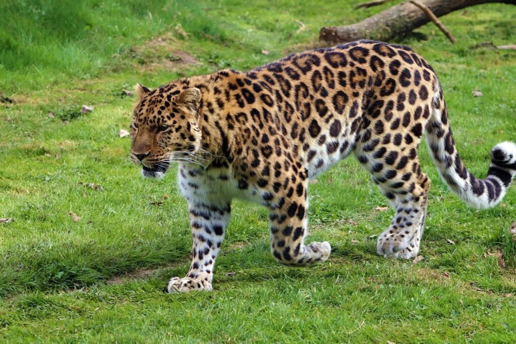  Big Cat Species 