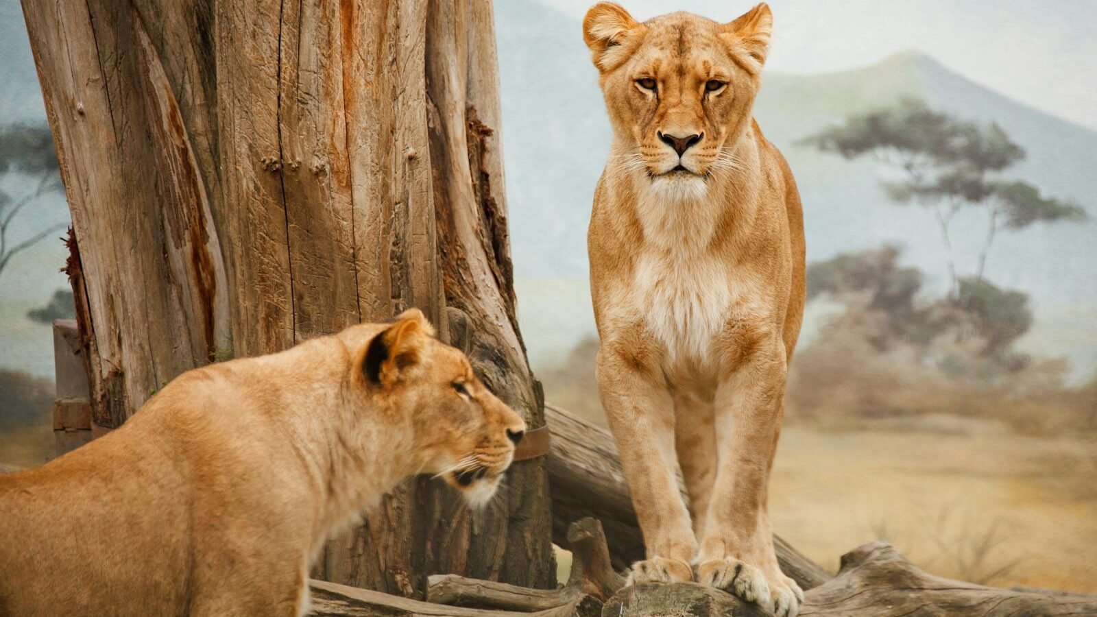 Two lionesses by a tree in their natural savannah habitat, showcasing wildlife beauty.