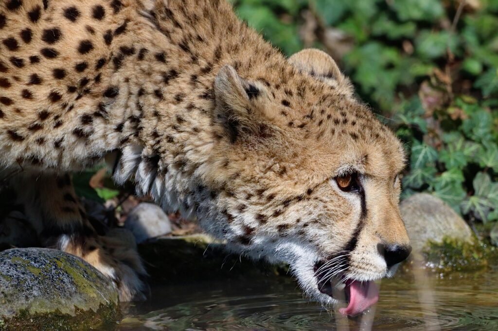 fact about cheetahs
