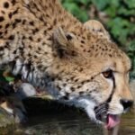 fact about cheetahs