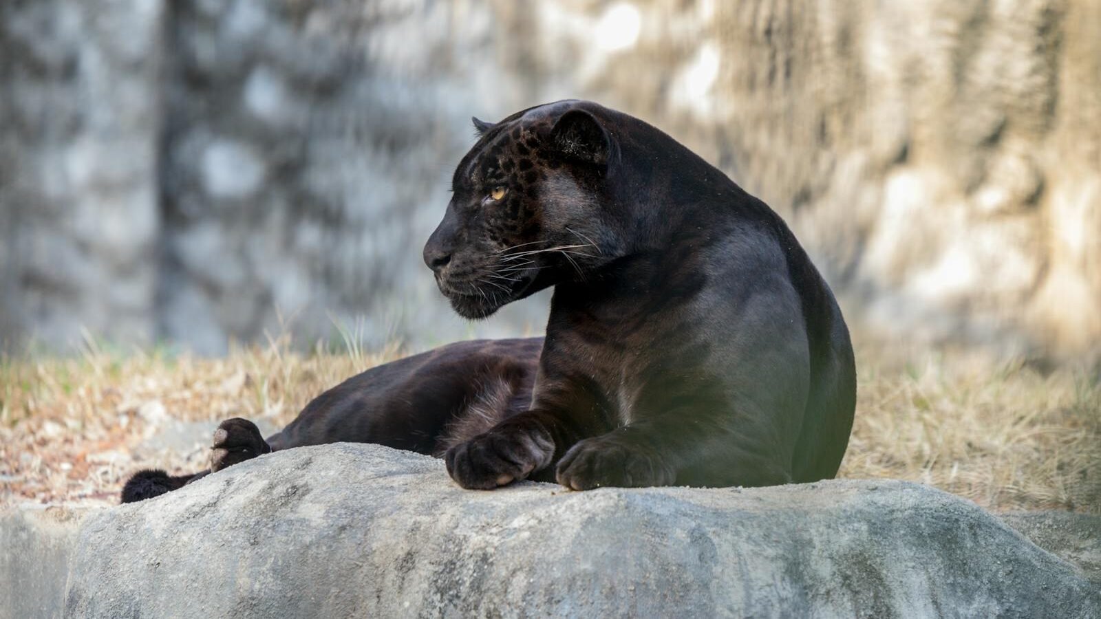 A sleek black panther rests gracefully on a rock, its dark coat blending with the surroundings, showcasing its strength and stealth in the wild.