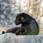 Captivating image of a black panther resting on a rock in a natural setting.