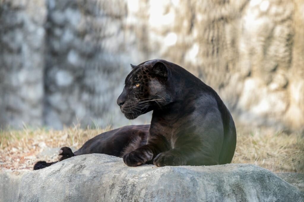 Captivating image of a black panther resting on a rock in a natural setting.