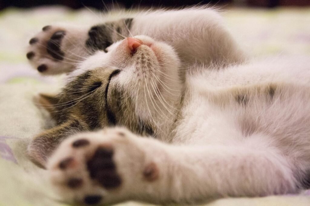 A cute kitten lying on its back with paws stretched out, peacefully sleeping on a soft surface.