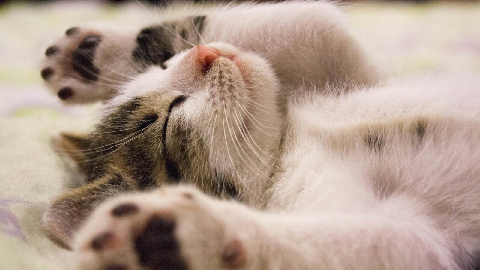 A cute kitten lying on its back with paws stretched out, peacefully sleeping on a soft surface.
