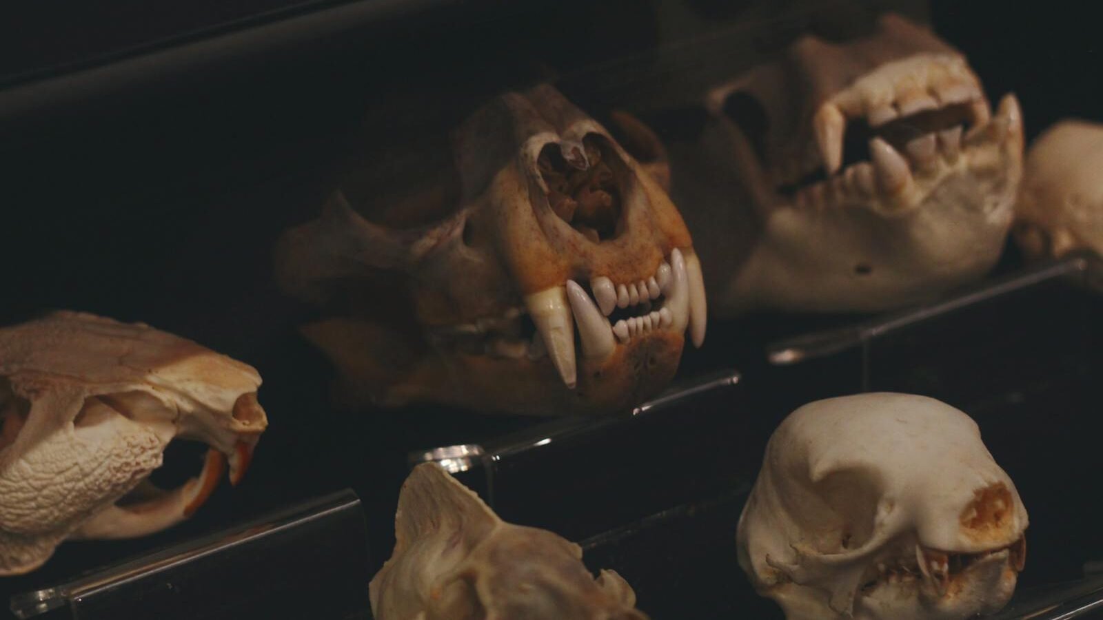 A collection of predator skulls displayed in a dimly lit setting, showcasing the sharp teeth and powerful jaw structures of carnivorous animals.