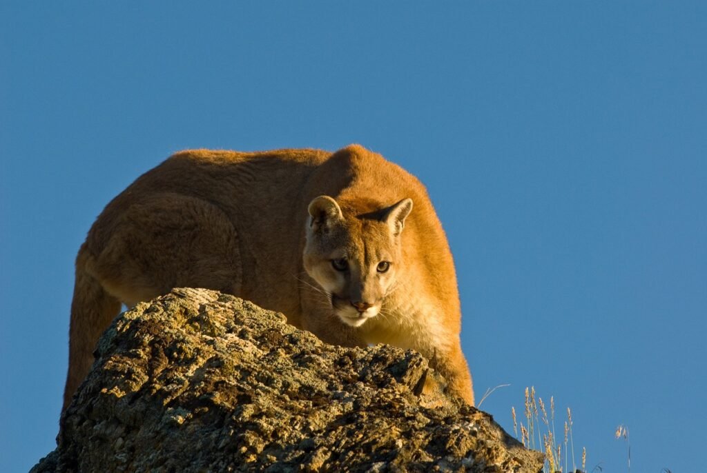 Cat Vision puma, mountain lion, crouching, cougar, cat, carnivore, predator, mammal, dangerous, crouch, early morning light, stalking, wildlife, rock, feline, power, staring, blue mountain, blue rock, blue power, blue morning, puma, puma, mountain lion, mountain lion, mountain lion, pet, animal, cougar, cougar, cougar, cougar, cougar