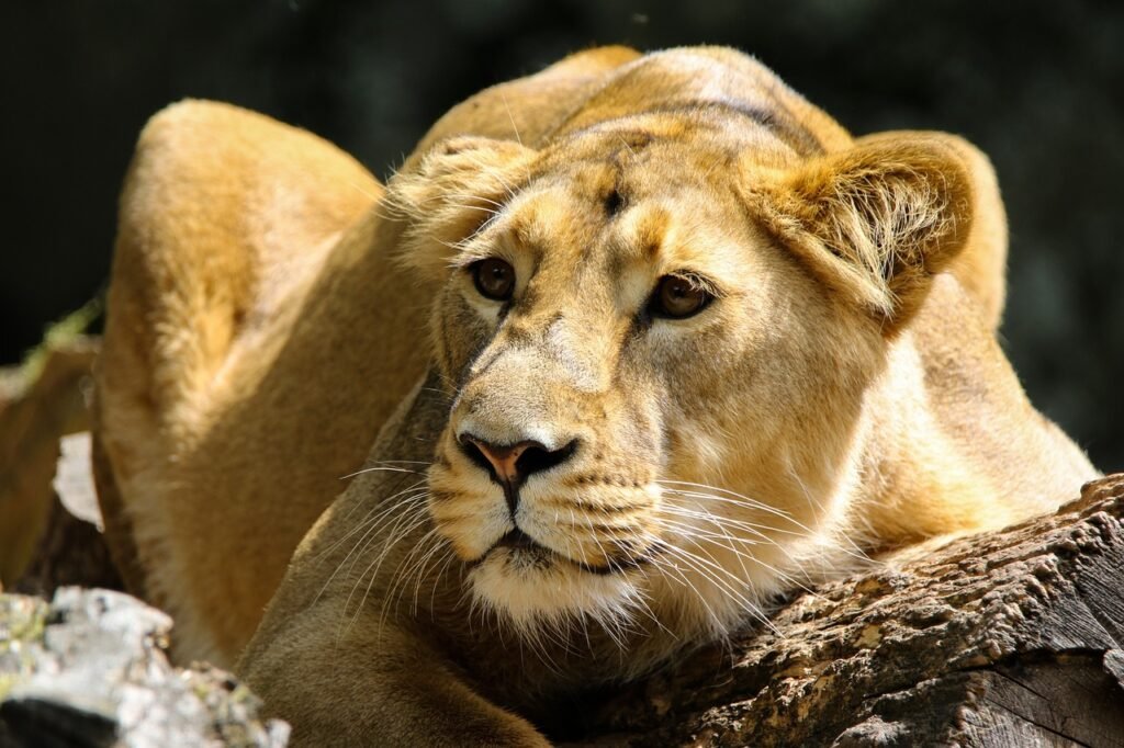 Why Big Cats Need Large Territories to Survive