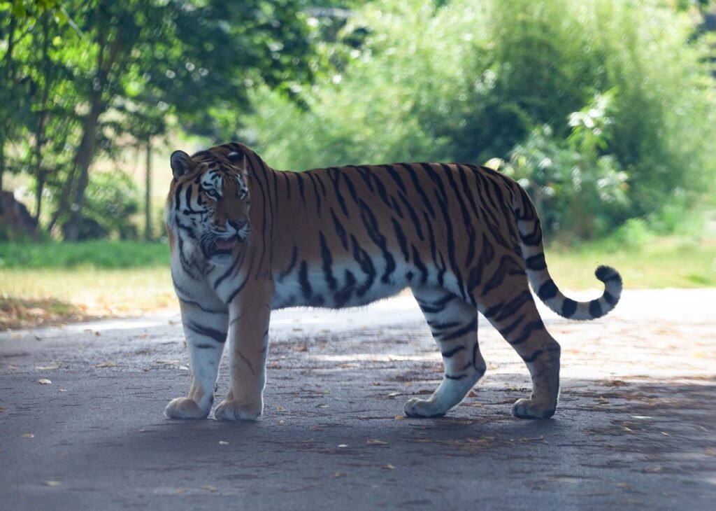 Big Cat Species That Have the Longest Lifespans in the Wild