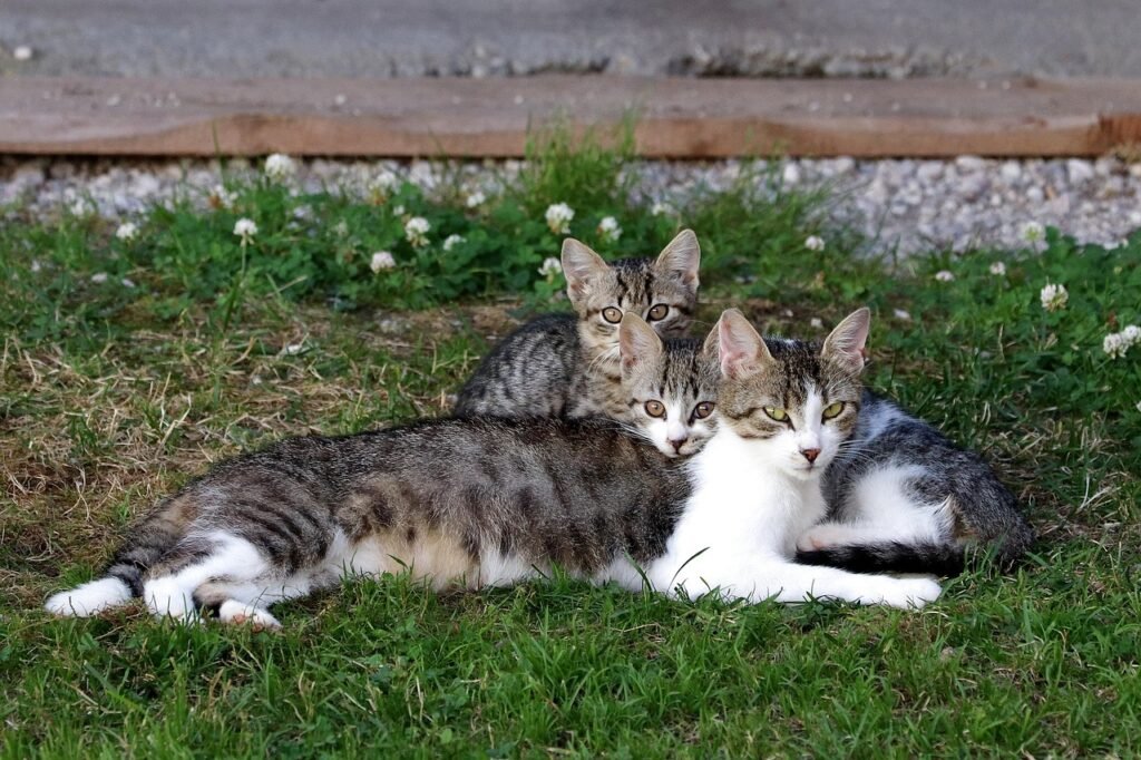 Cat Communication cats, young, domestic cat, portrait, cat face, cat family, cat family, cat family, cat family, cat family, cat family