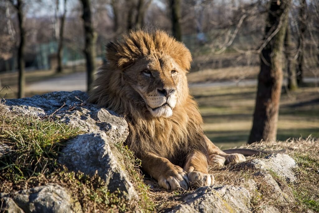 How Big Cats Use Camouflage to Hunt and Evade Predators