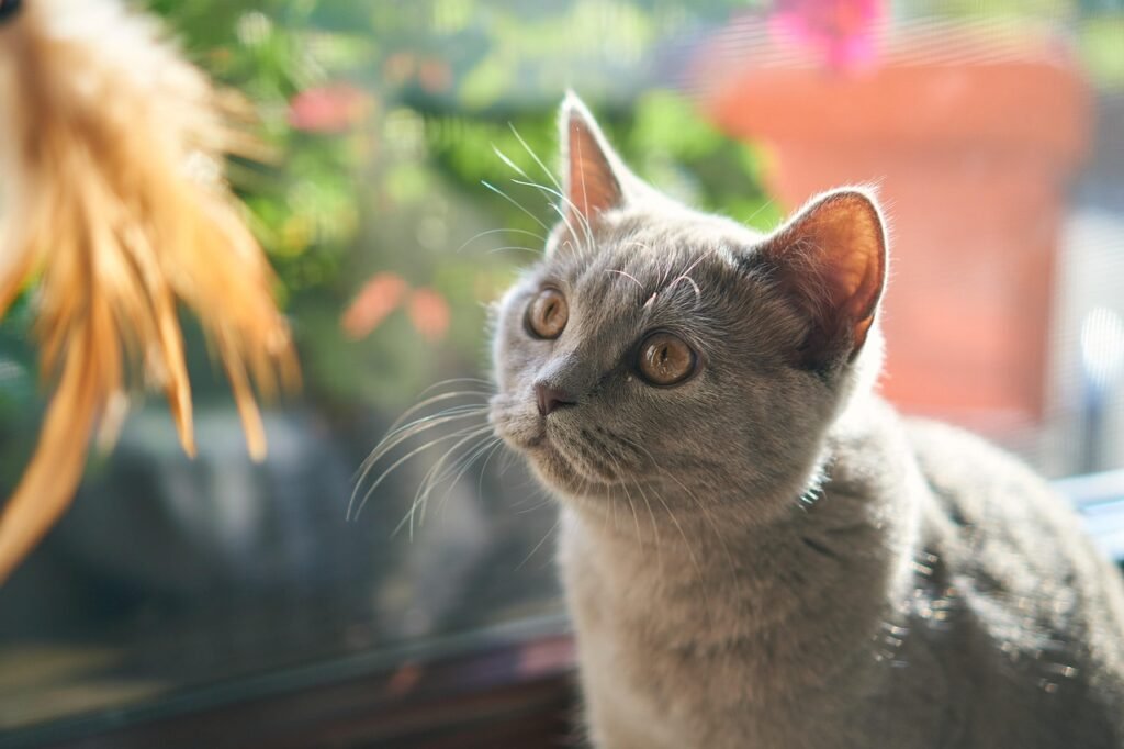 Domestic Cats Can’t Roar and Big Cats Can’t Purr