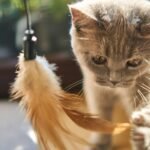 Breeds of Cats That Have the Softest Fur