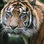 animal, tiger, mammal, wildlife, species, fauna, wild, predator, nature, carnivore, whiskers, zoo, tiger, tiger, tiger, tiger, tiger