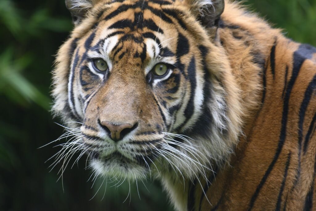 The Impact of Habitat Loss on Big Cat Populations