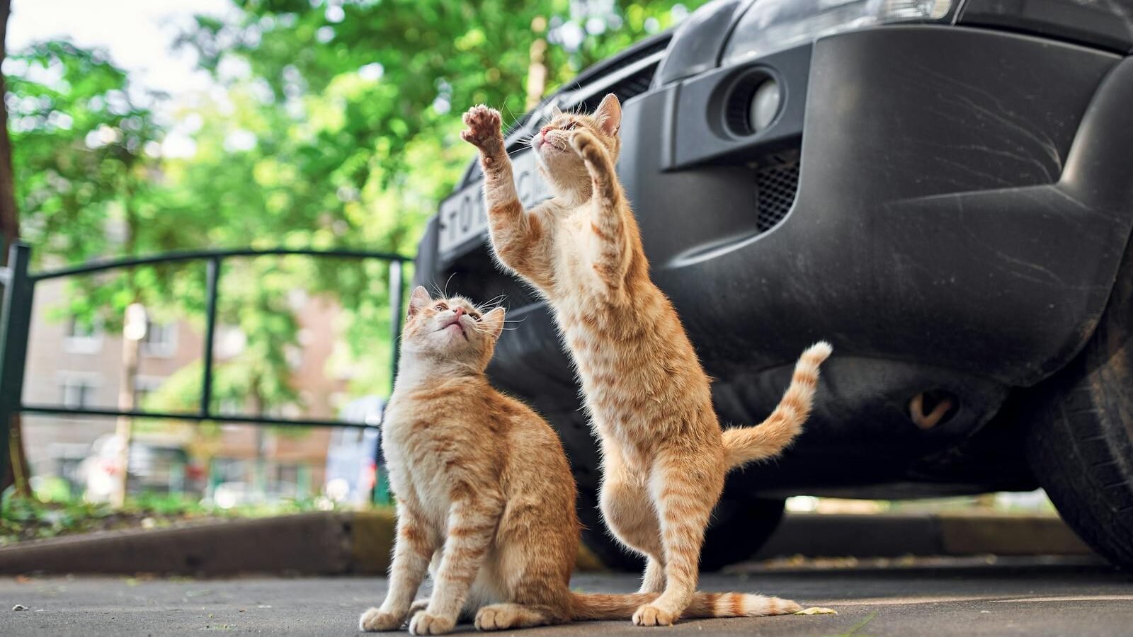 Two orange tabby cats playing on a street in Moscow, showcasing their adorable antics.