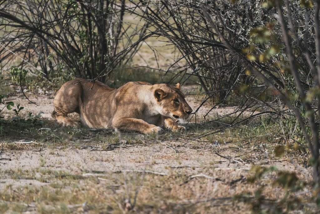 ultimate predator: brown lioness lying on brown grass during daytime