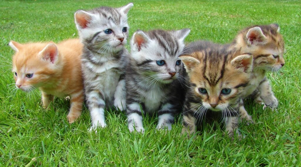 household cat: A group of five cute kittens exploring and playing on lush green grass outdoors.