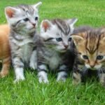 A group of five adorable kittens of different colors and patterns sitting together on a lush green grass lawn, looking curious and playful.