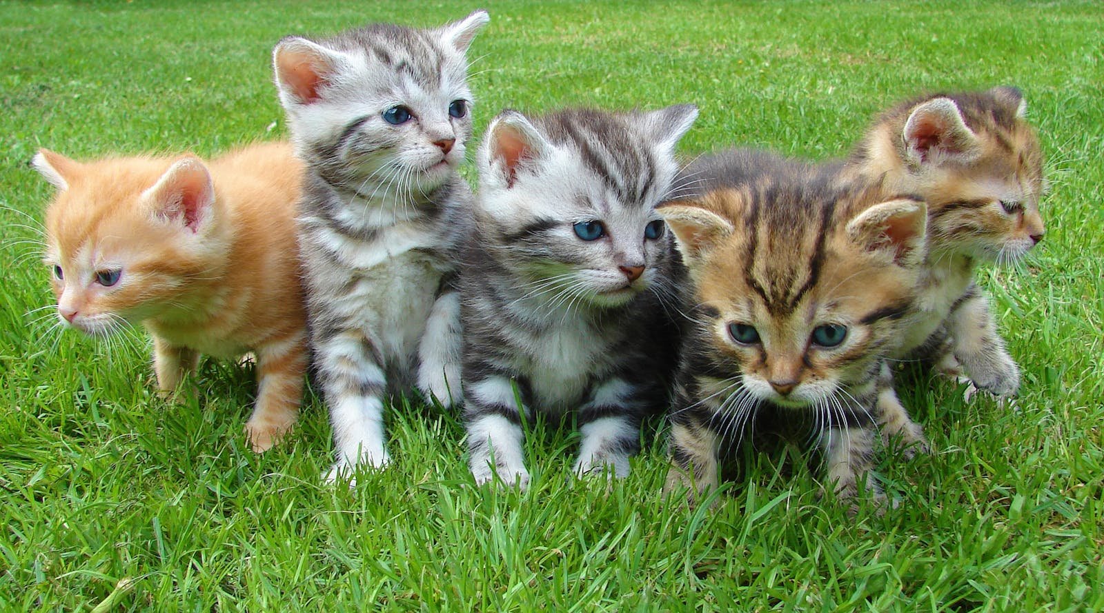 cats and dogs: A group of five cute kittens exploring and playing on lush green grass outdoors.