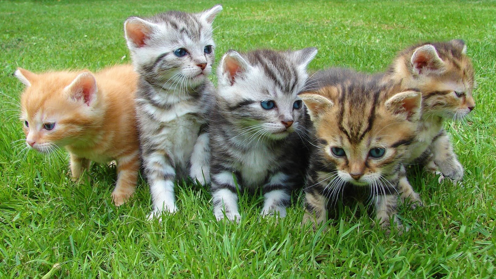 A group of five adorable kittens of different colors, including orange and tabby patterns, sitting on a lush green grass field, curiously looking around.