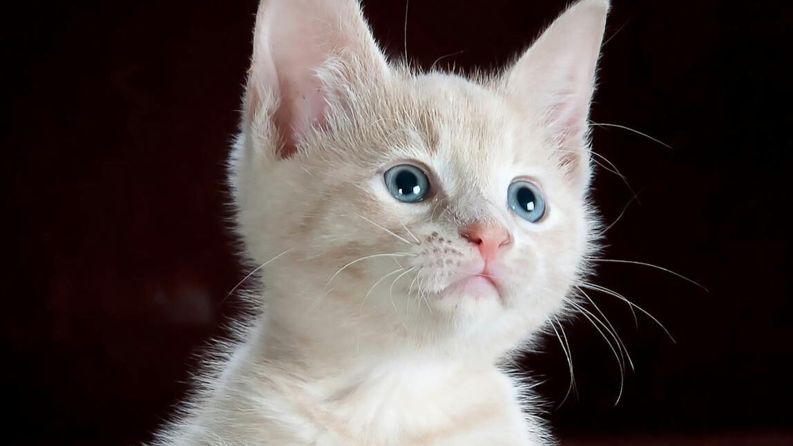 A curious kitten with light cream-colored fur and bright blue eyes sits on a leopard-print blanket, looking up intently.