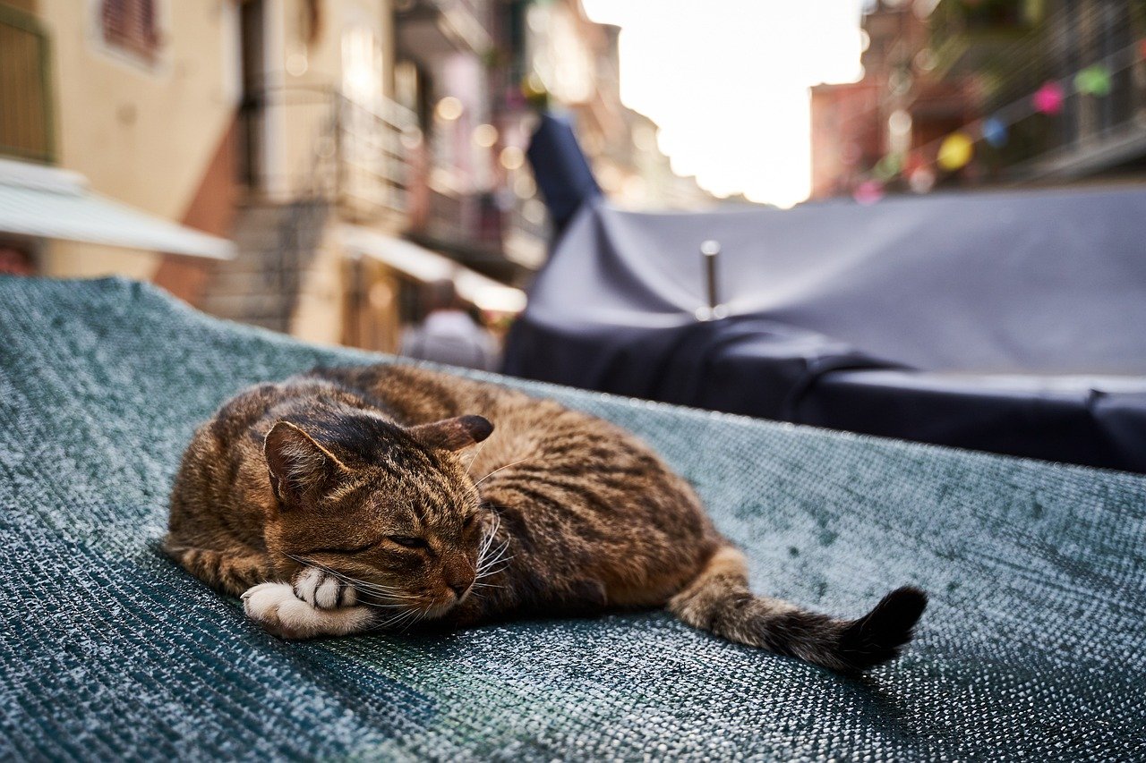 Photo by felix_w cat, lazy, animal, domestic animal, wildcat, domestic cat, kitten, animal portrait, nature, wildlife, cat tongue, mammal, sleep, italy, cinque terre, cat, cat, cat, cat, cat, lazy, lazy, lazy, sleep, sleep, sleep, italy, italy, cinque terre, pet, cinque terre