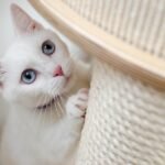 Cats Choose Their Favorite Person in a Household
